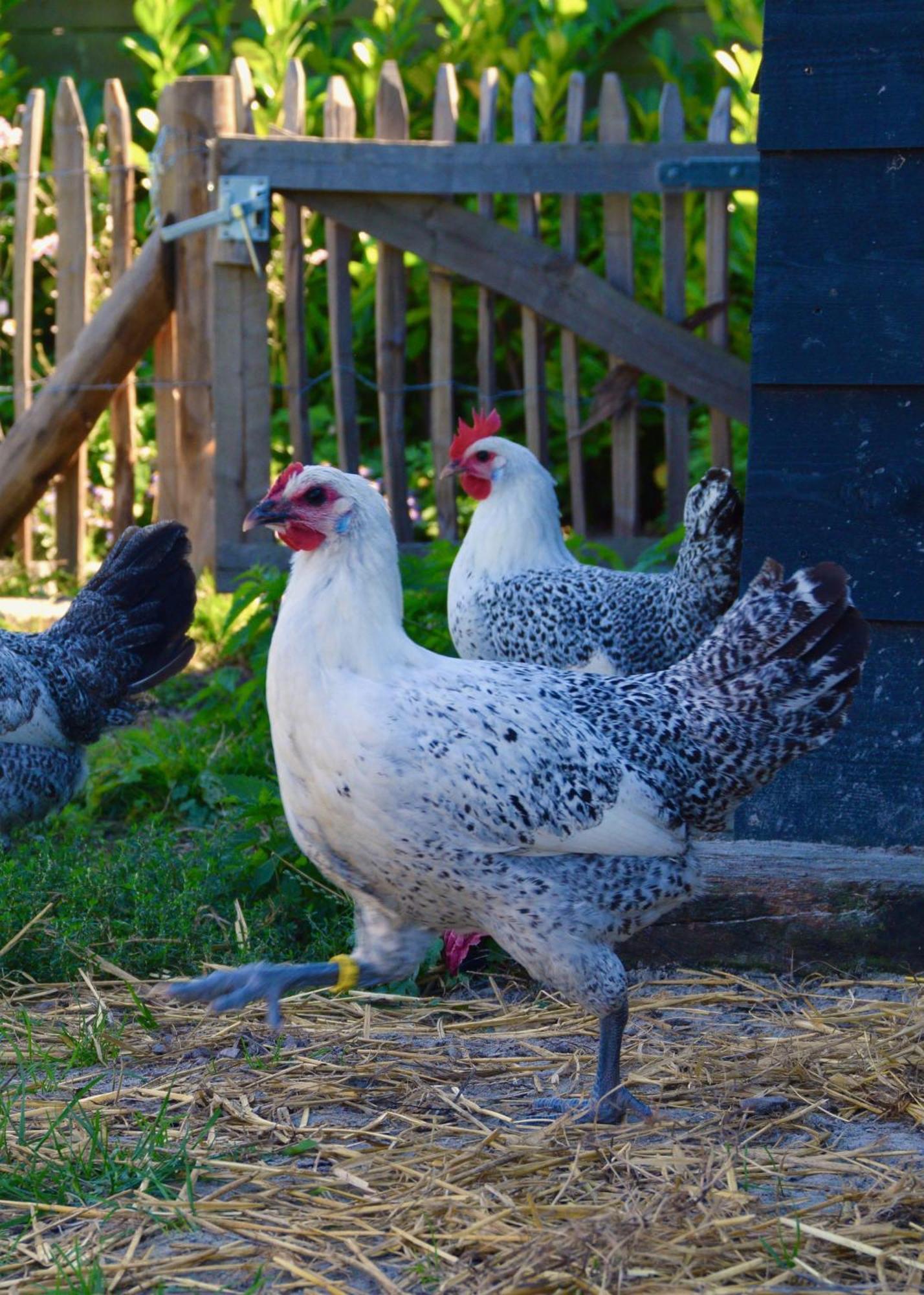 Montfoort Bedje In De Polder Bed & Breakfast エクステリア 写真